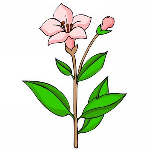卡通花朵图片